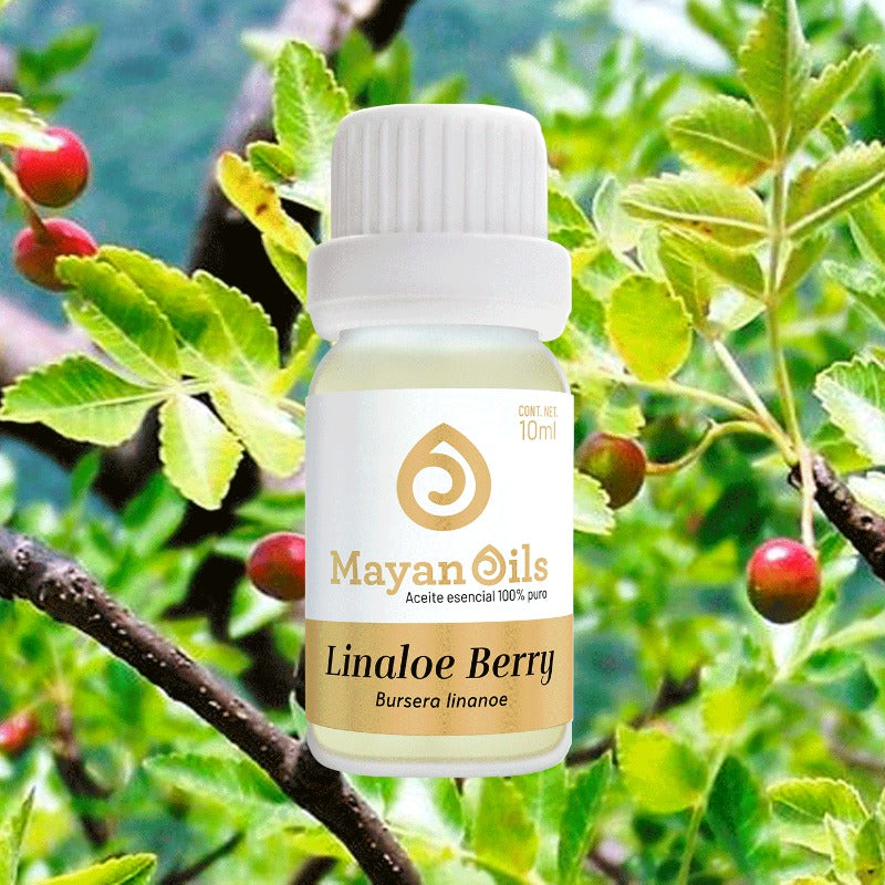 Linaloe Berry Oil (Bursera Delpechiana) Essential Oil 100% Pure